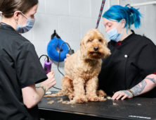 Dog Grooming Sandwell College