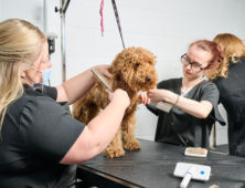 Dog Grooming Sandwell College