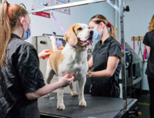 Dog Grooming Sandwell College