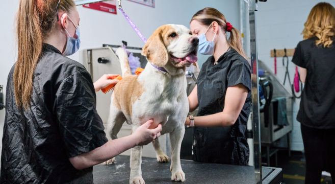 Dog Grooming Sandwell College