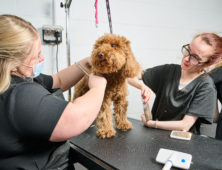 Dog Grooming Sandwell College