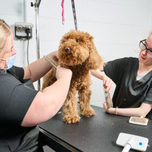 Dog Grooming Sandwell College