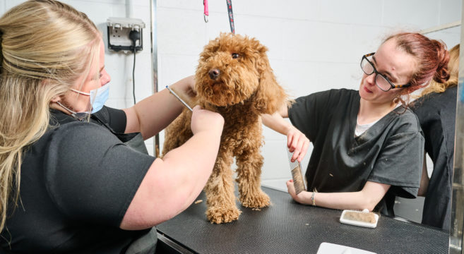 Dog Grooming Sandwell College