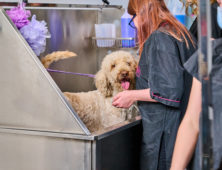 Dog Grooming Sandwell College