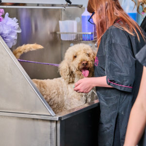 Dog Grooming Sandwell College