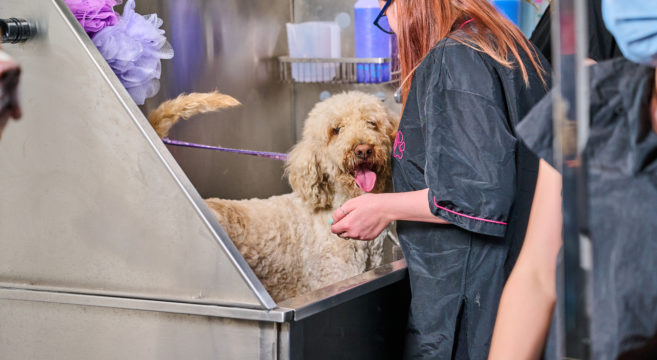 Dog Grooming Sandwell College